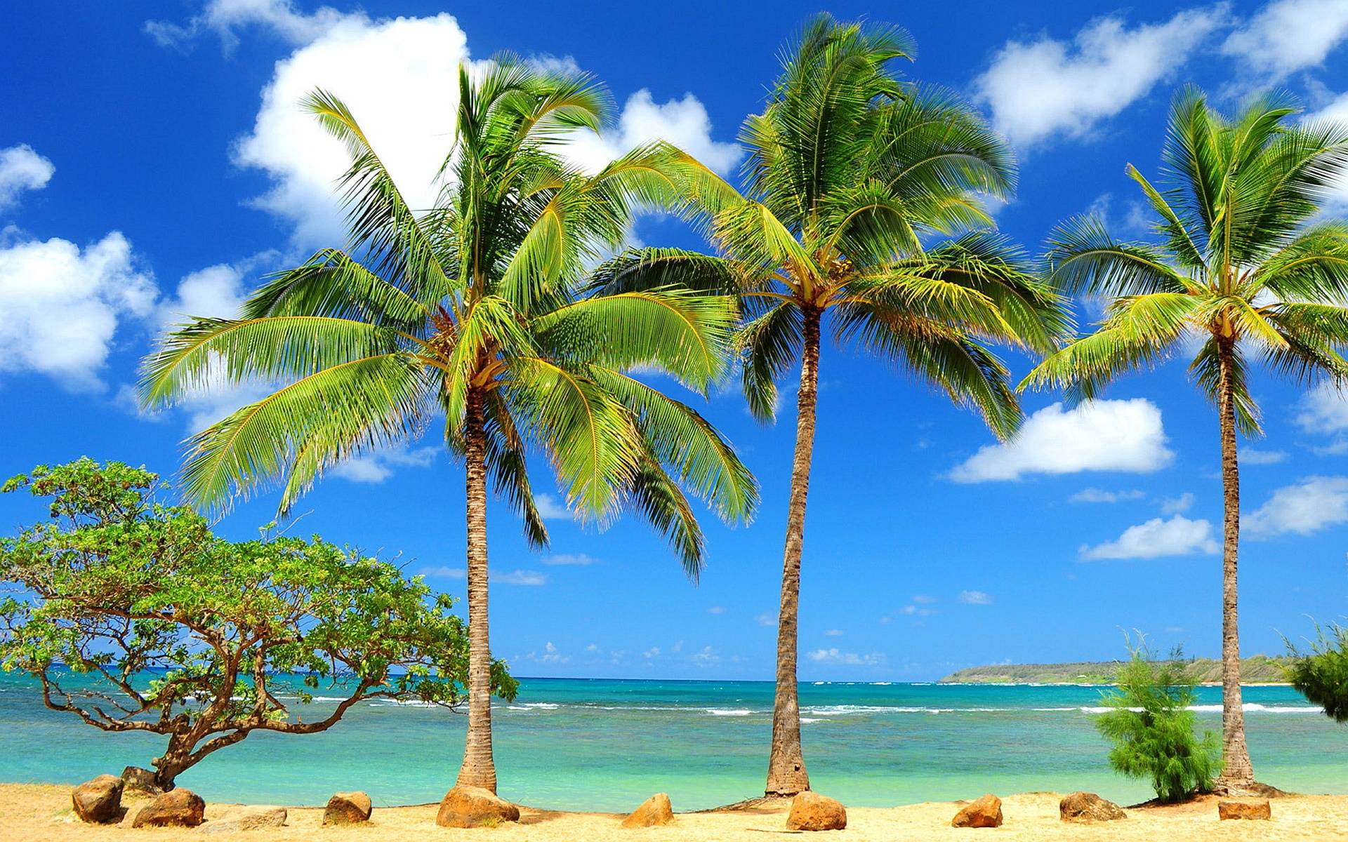 1920x1200 Beach Palm Tree Wallpaper 21