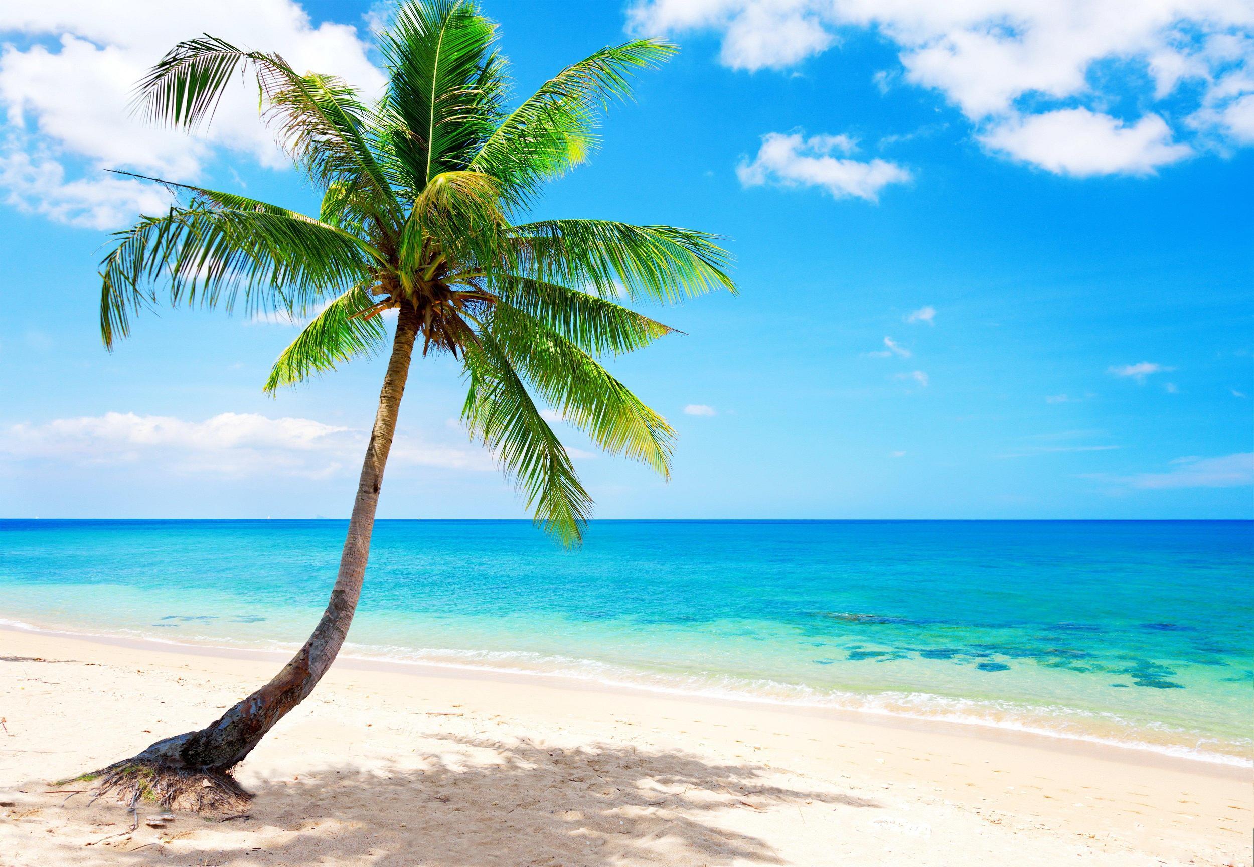 2500x1728 Palm Tree Beach Wallpaper