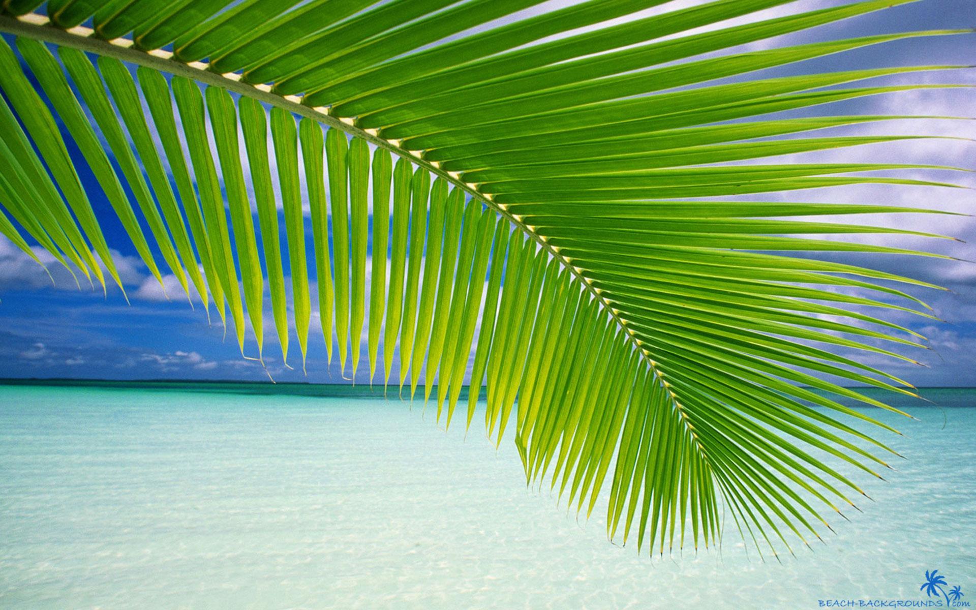 1920x1200 Beach palm green leaf
