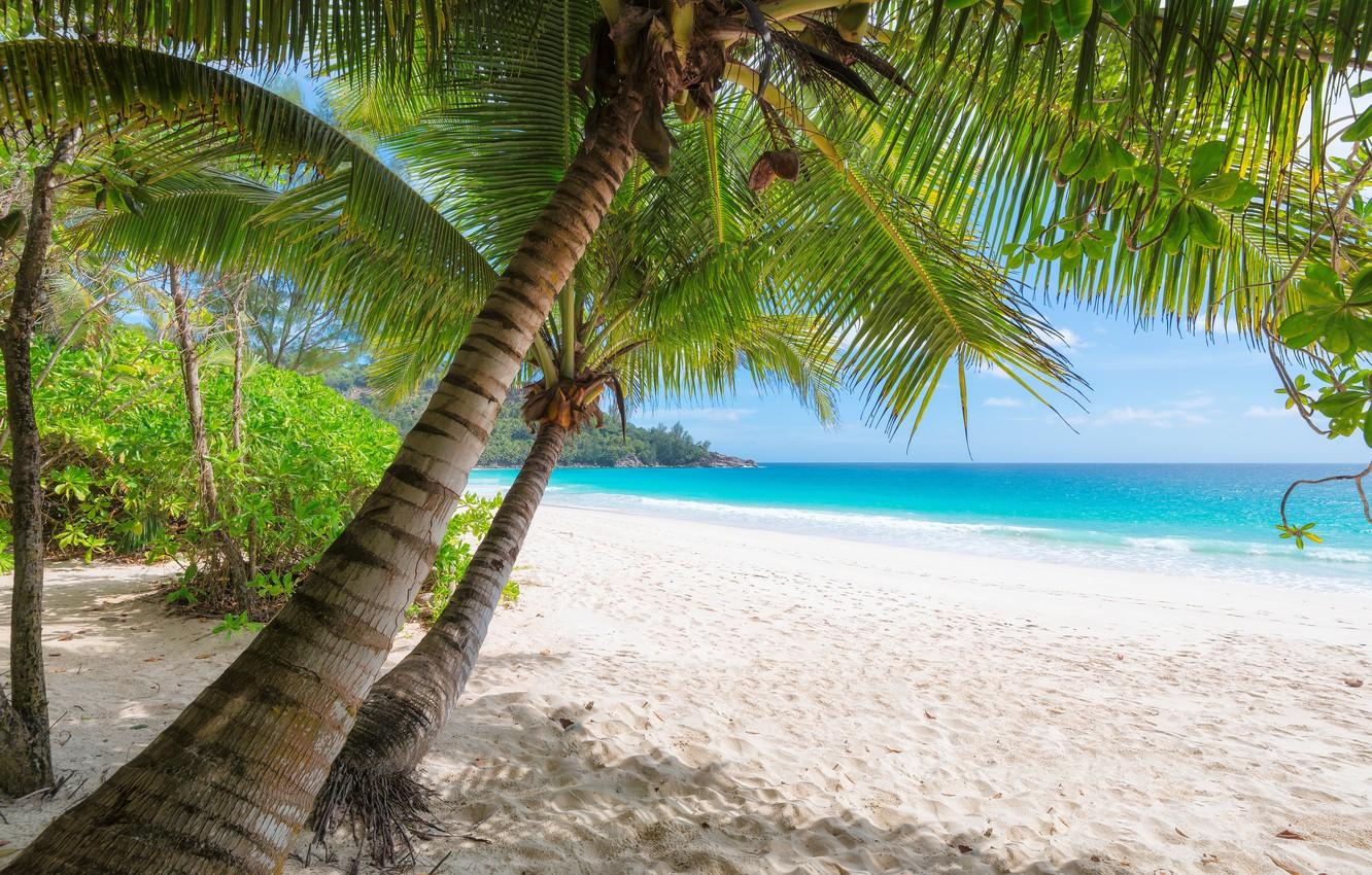 1332x850 Wallpaper sand, sea, beach, the sun, palm trees, shore, summer, beach, sea, island, sand, paradise, palms, tropical image for desktop, section природа