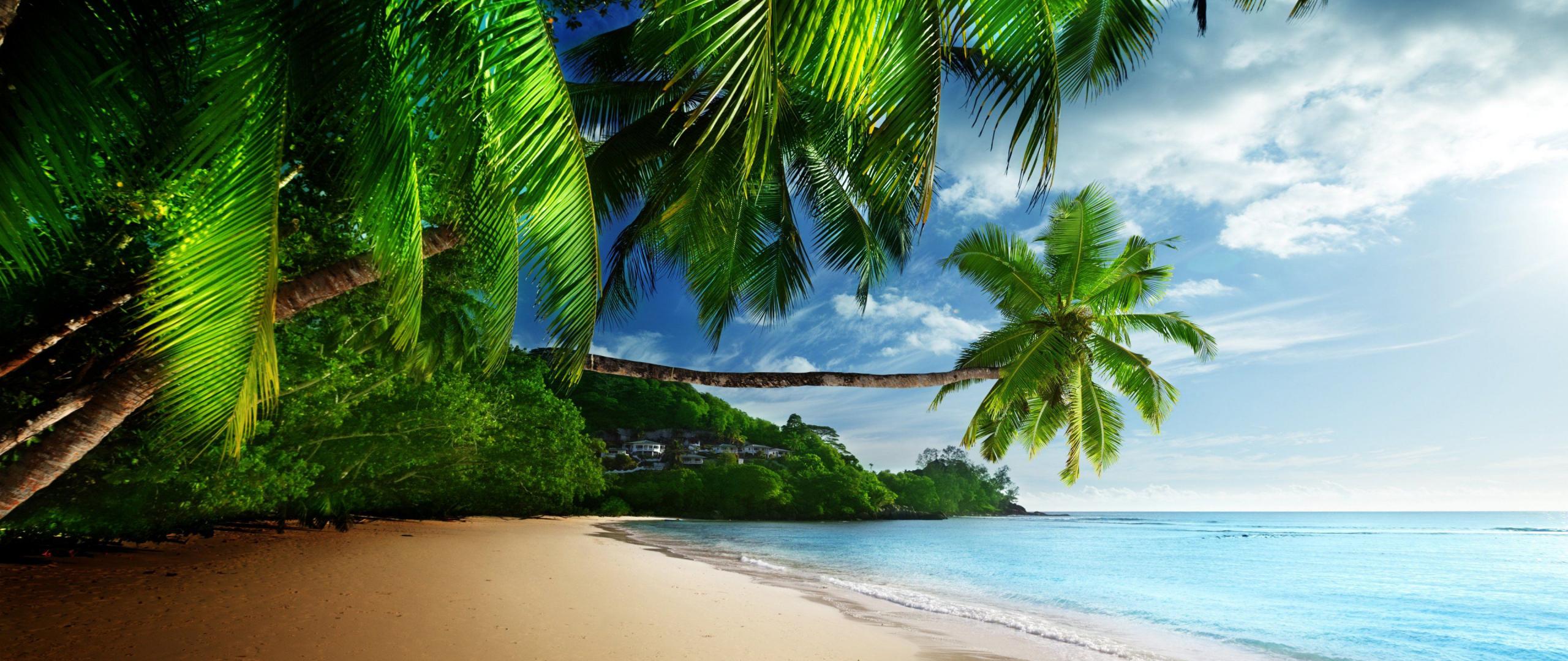 2560x1080 Download 2560x1080 wallpaper calm and clean beach, palms, trees, nature, dual wide, widescreen, 2560x1080 HD image, background, 27011