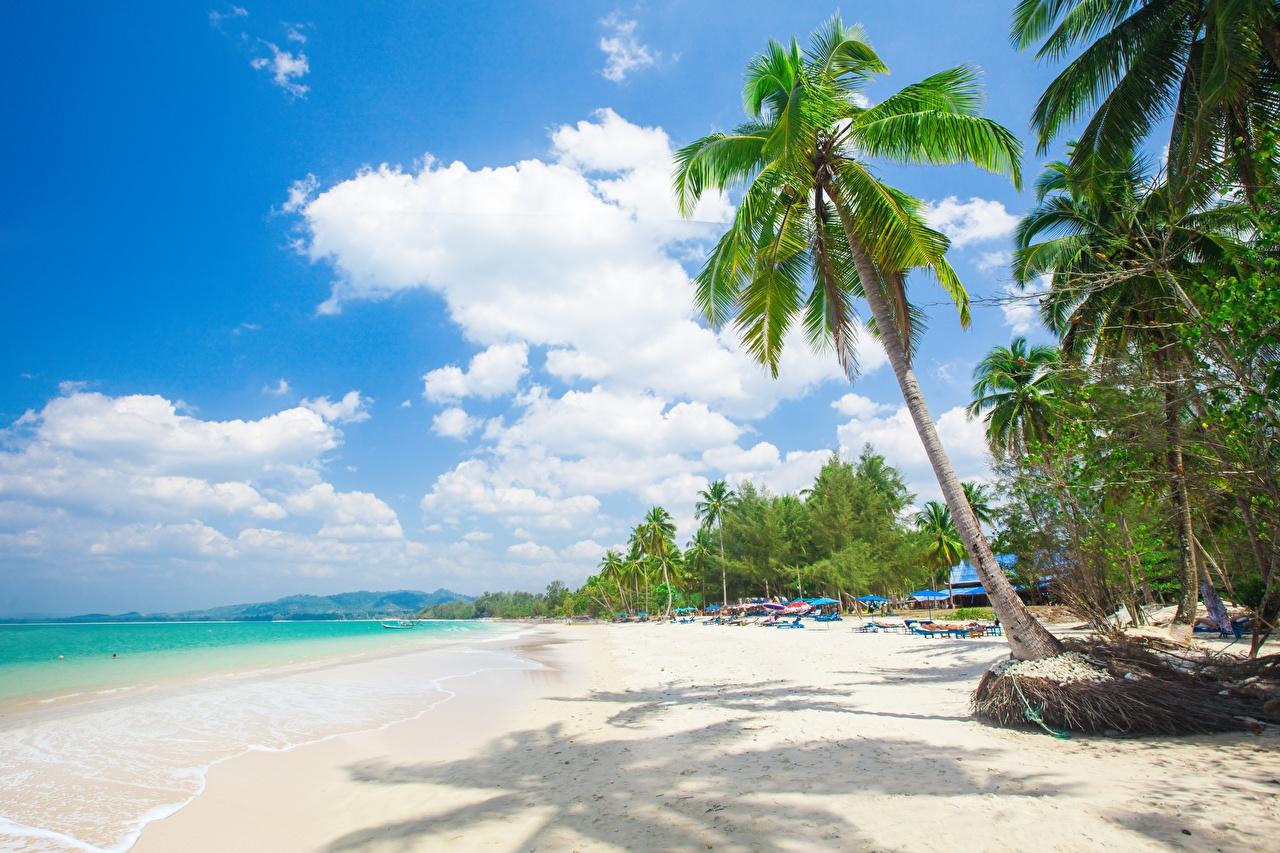 1280x853 Wallpaper beaches Nature Palms Tropics Trees