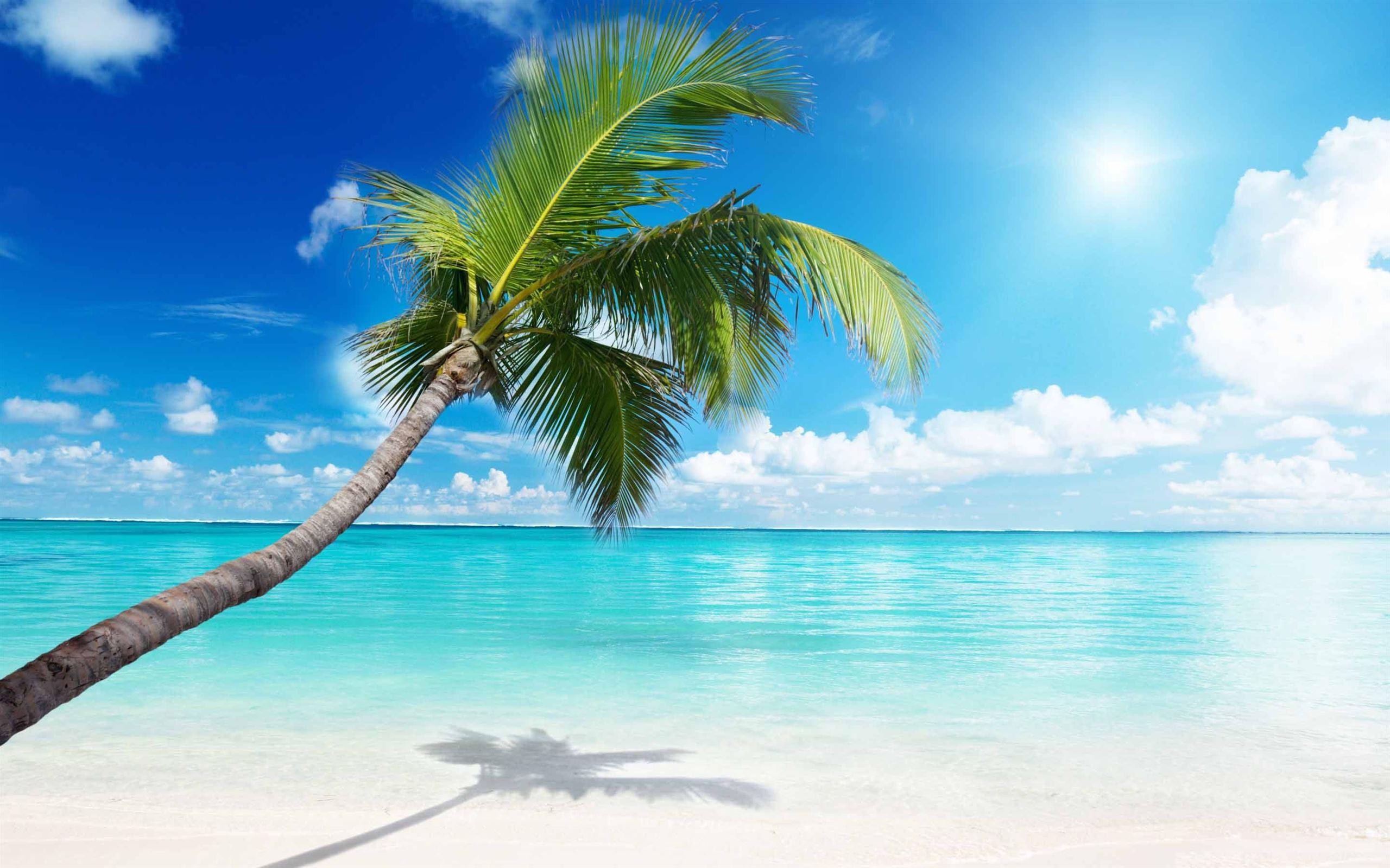 Beach Palms Wallpapers - Top Free Beach Palms Backgrounds - WallpaperAccess