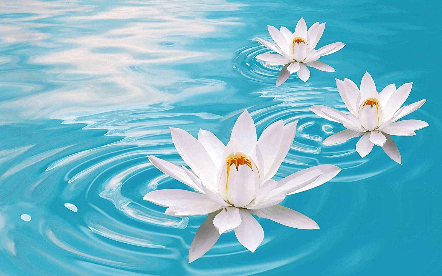 1500x938 White Lotus Wallpaper