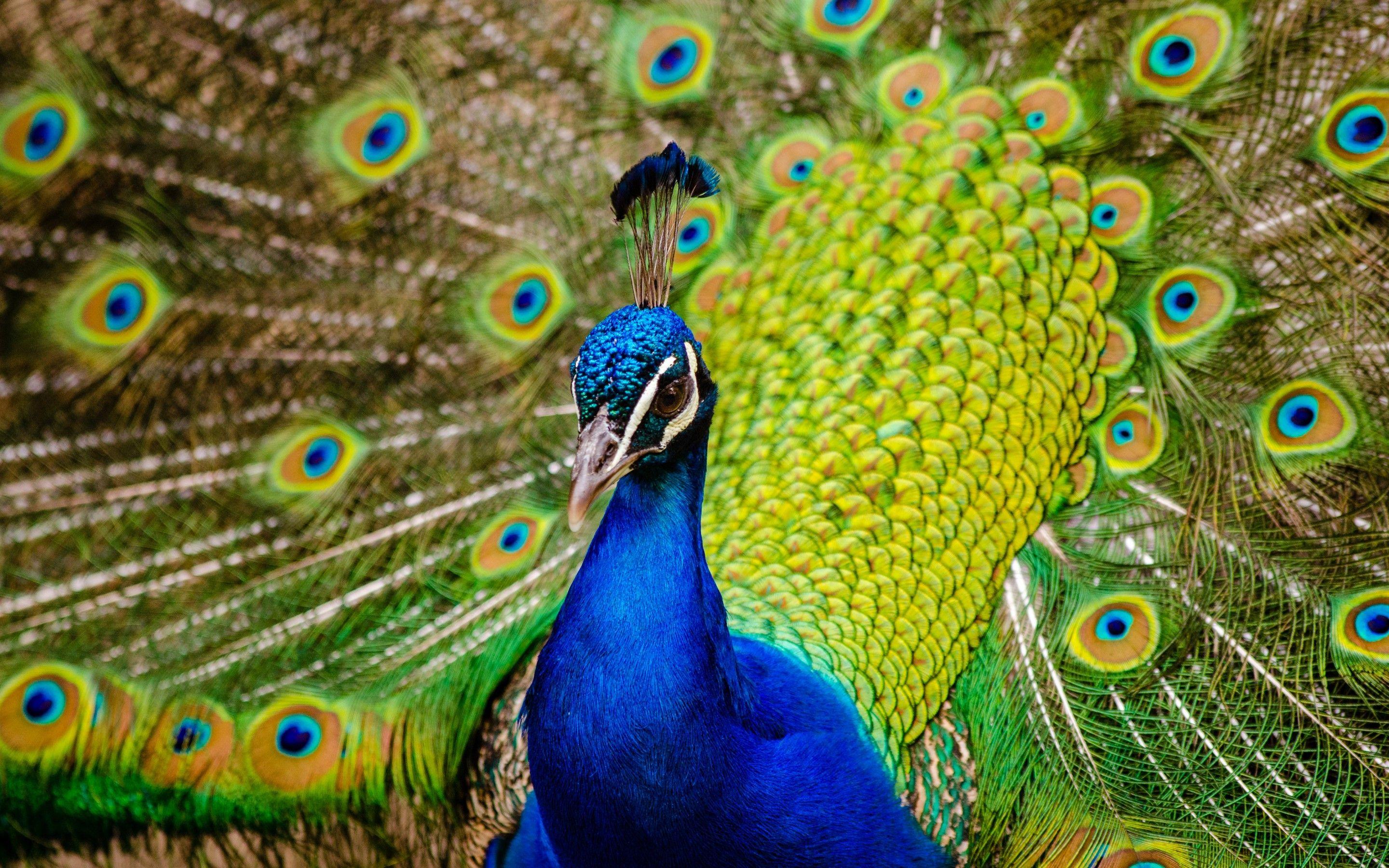 2880x1800 Wallpaper Peafowl, Indian peacock, HD, 4K, Animals