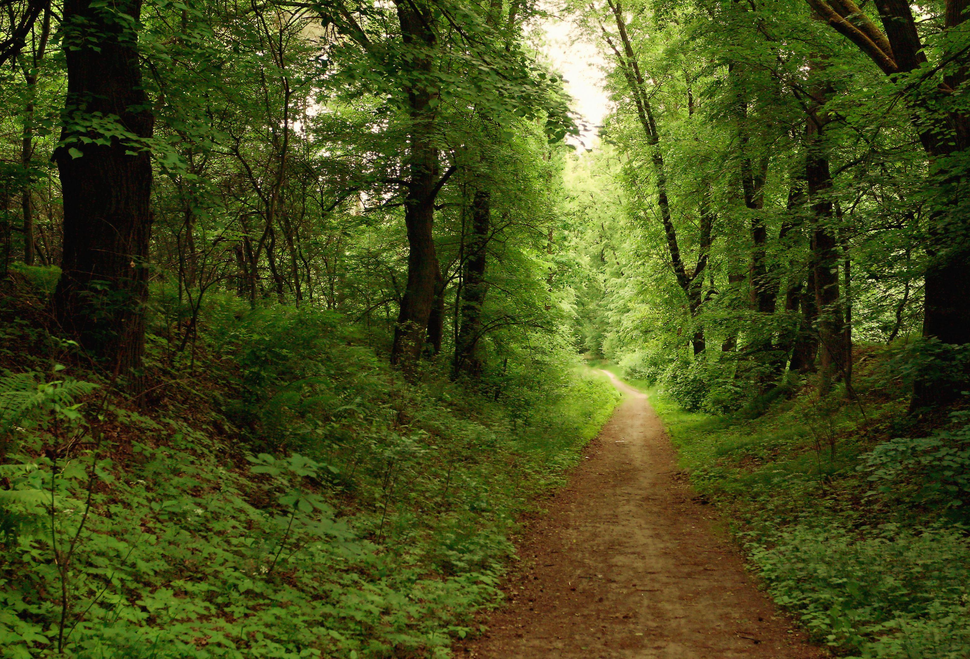 3122x2123 Interior Decor: Wallpaper : Road, Park, Wood, Morning, Travel