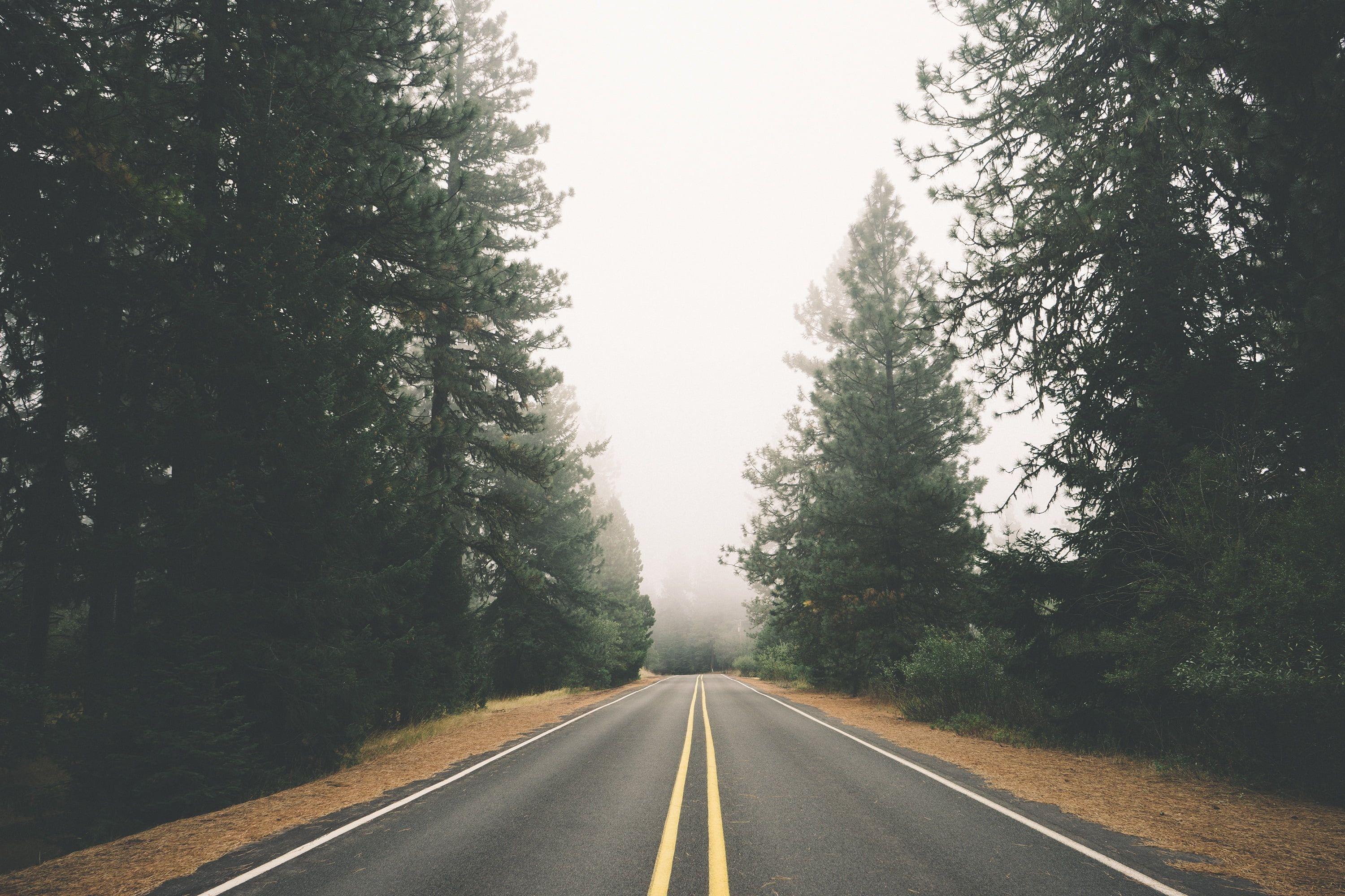 3000x2000 View of road and pine trees HD wallpaper