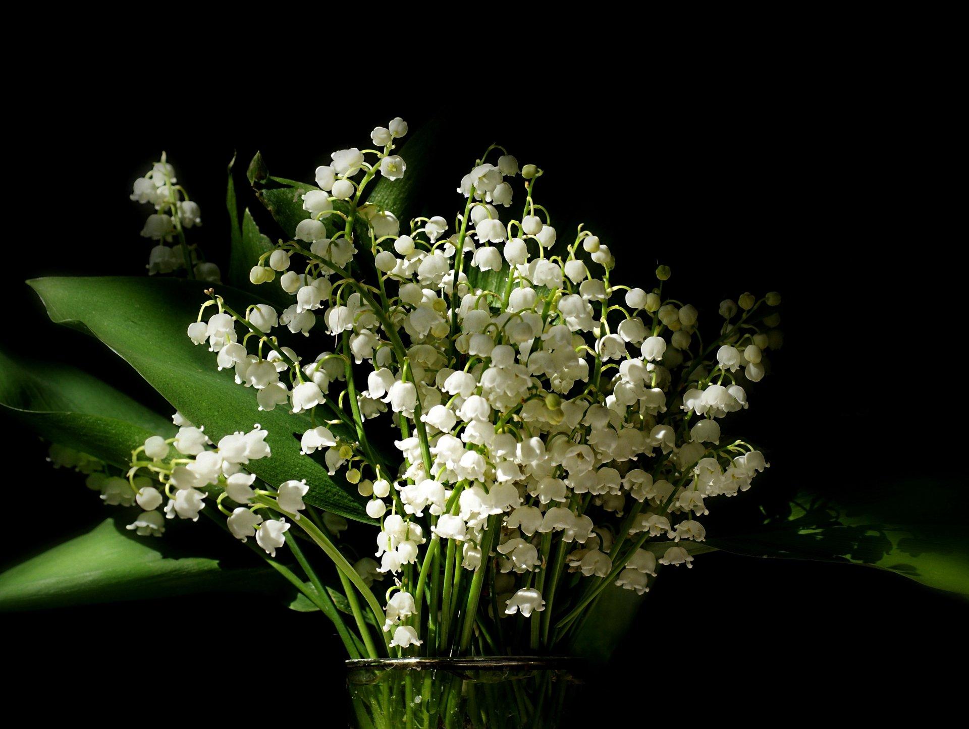 Lily of The Valley Wallpapers - Top Free Lily of The Valley Backgrounds