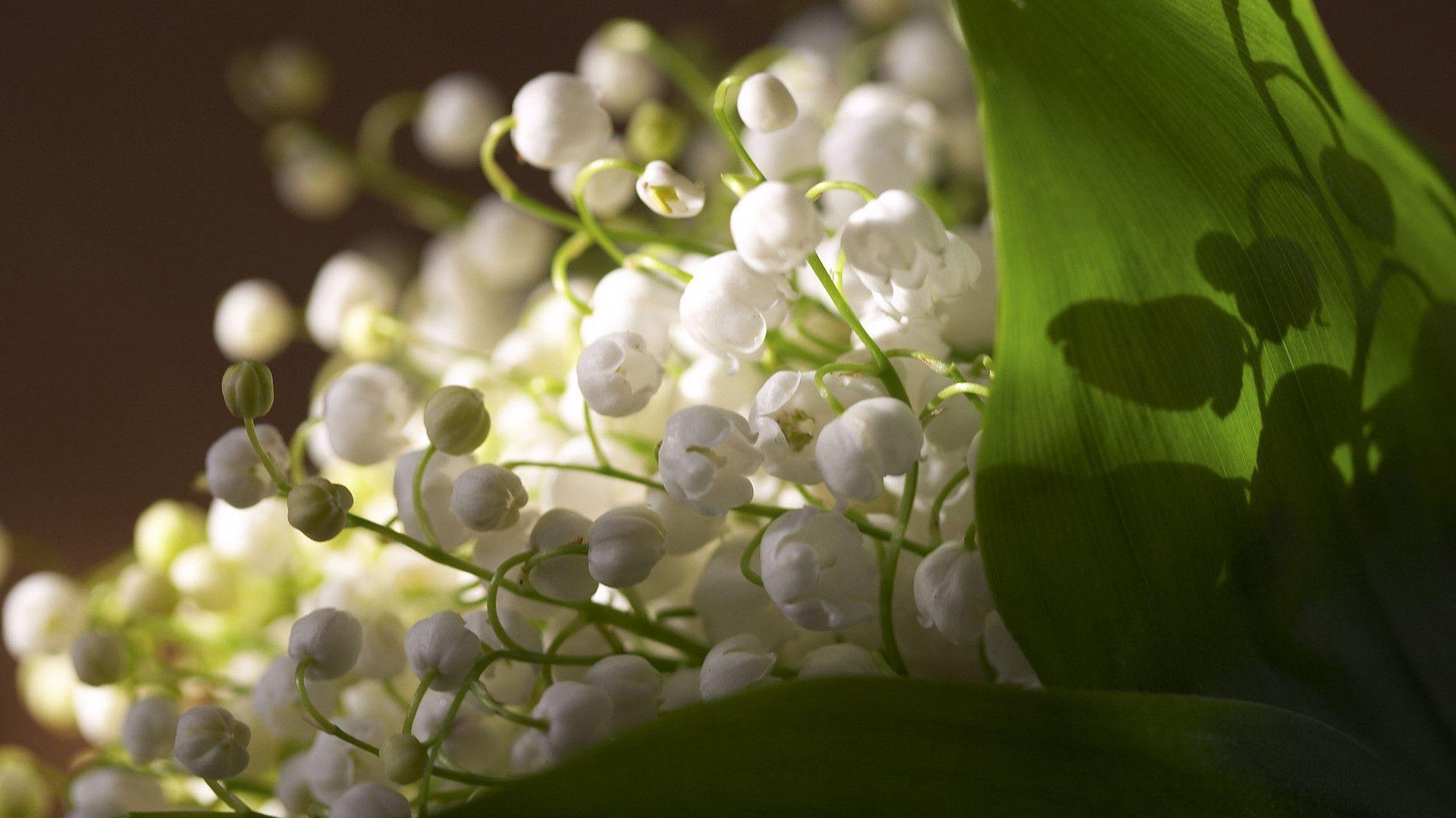 1920x1080 Lily Of The Valley Wallpaper
