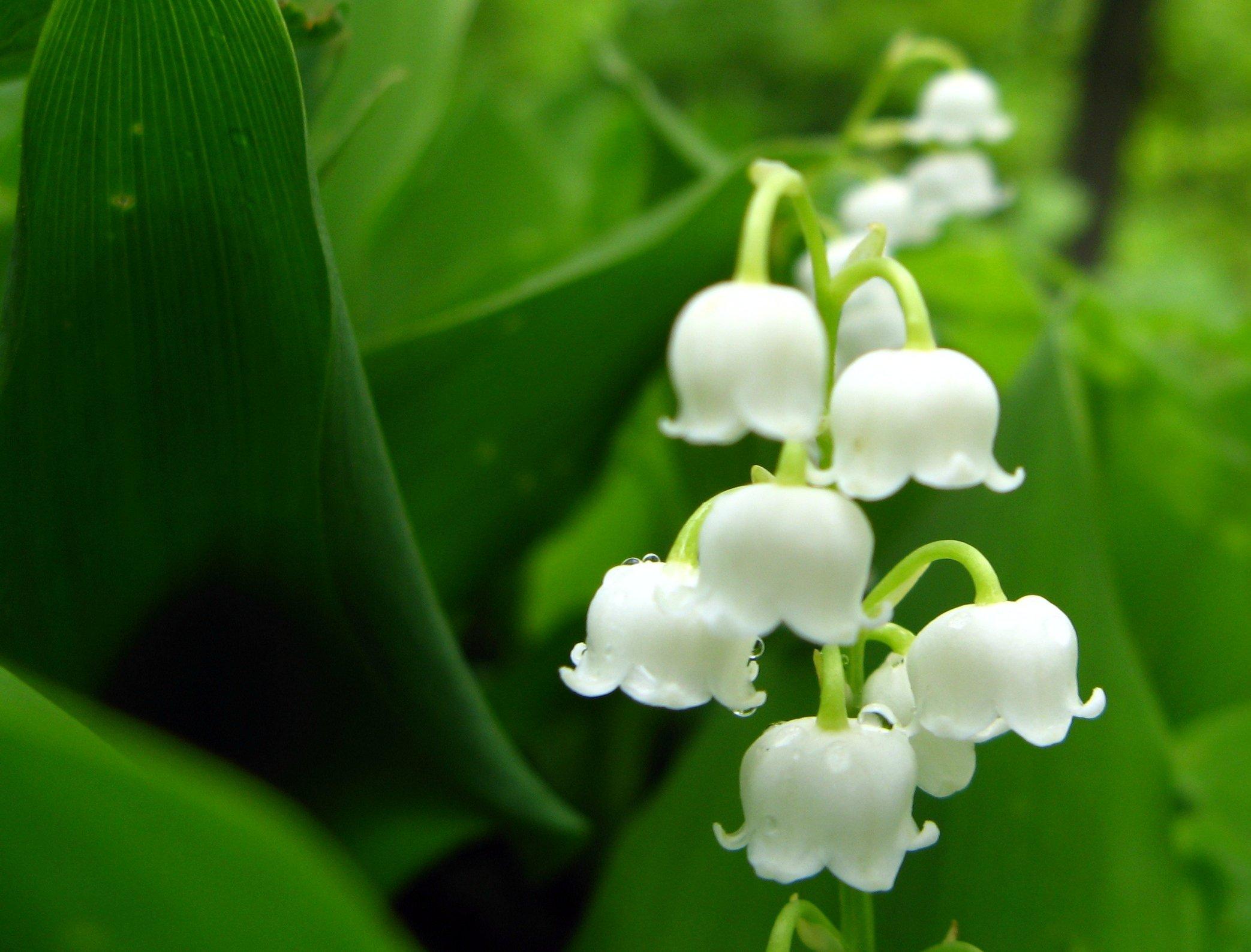 2086x1587 Lily Of The Valley wallpaper, Earth, HQ Lily Of The Valley pictureK Wallpaper 2019