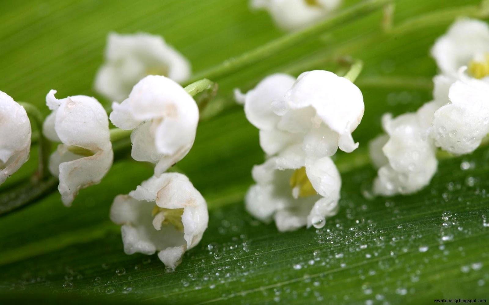 1600x1000 Free Wallpaper Lily Of The Valley Of The Valley HD Wallpaper