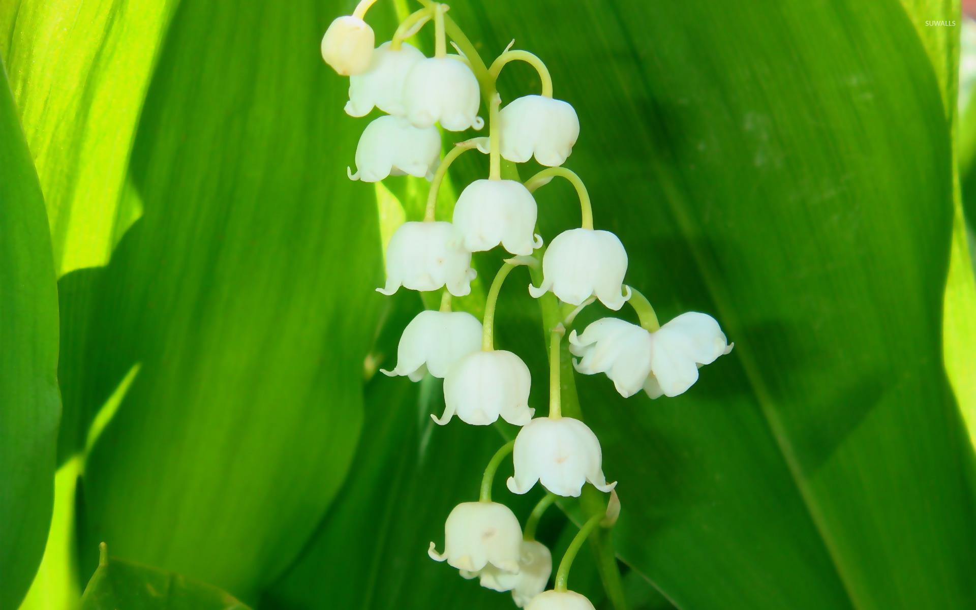 1920x1200 Phone Lily Of The Valley