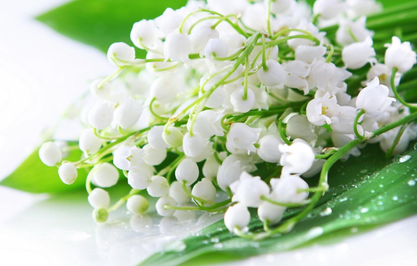 Lily of The Valley Wallpapers - Top Free Lily of The Valley Backgrounds ...