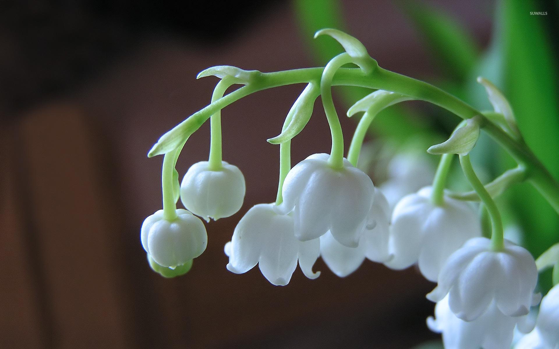 1920x1200 Lily of the valley [2] wallpaper wallpaper