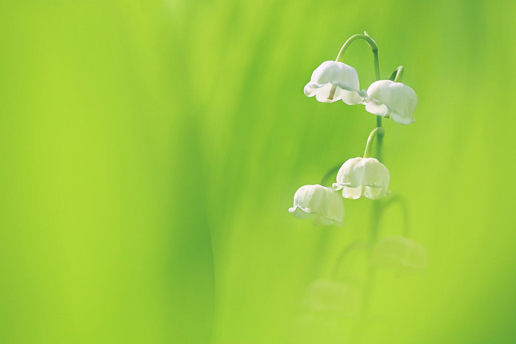 2048x1365 lily of the valley HD wallpaper, Background