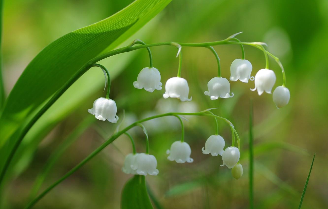 1332x850 Wallpaper macro, spring, Lily of the valley image for desktop, section цветы