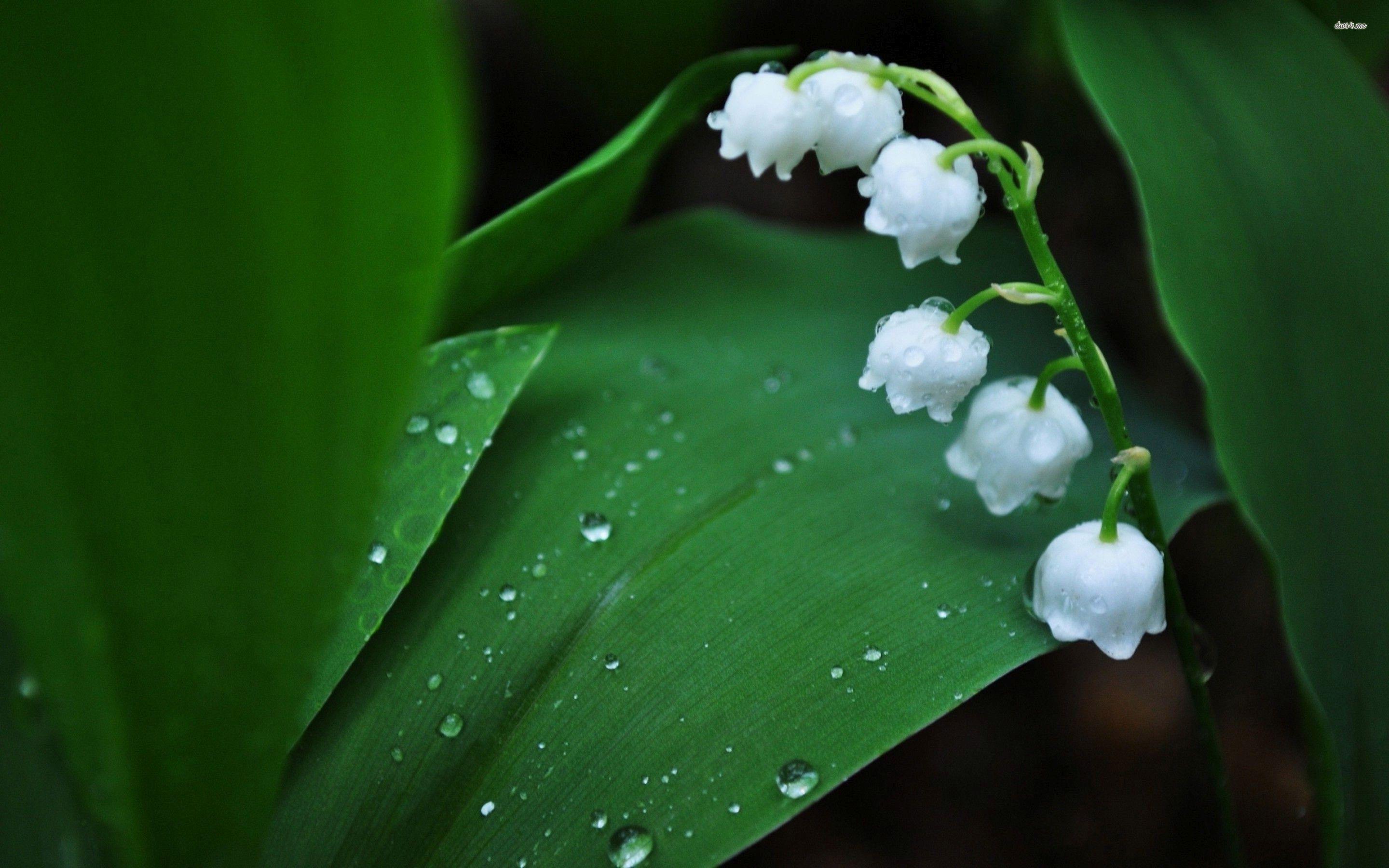 2880x1800 Lily of the valley wallpaper. Lily of the valley flowers, Lily of the valley, Valley flowers