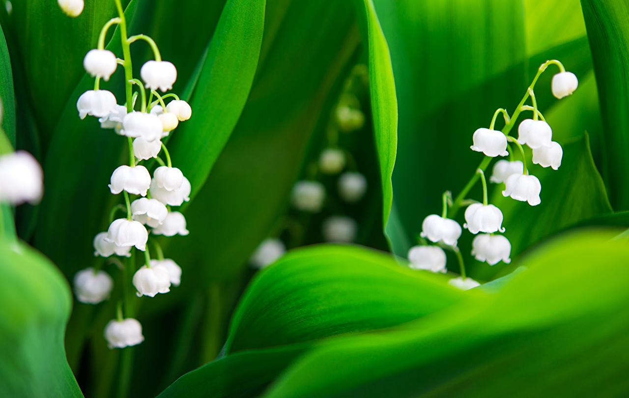 Lily of The Valley Wallpapers - Top Free Lily of The Valley Backgrounds ...