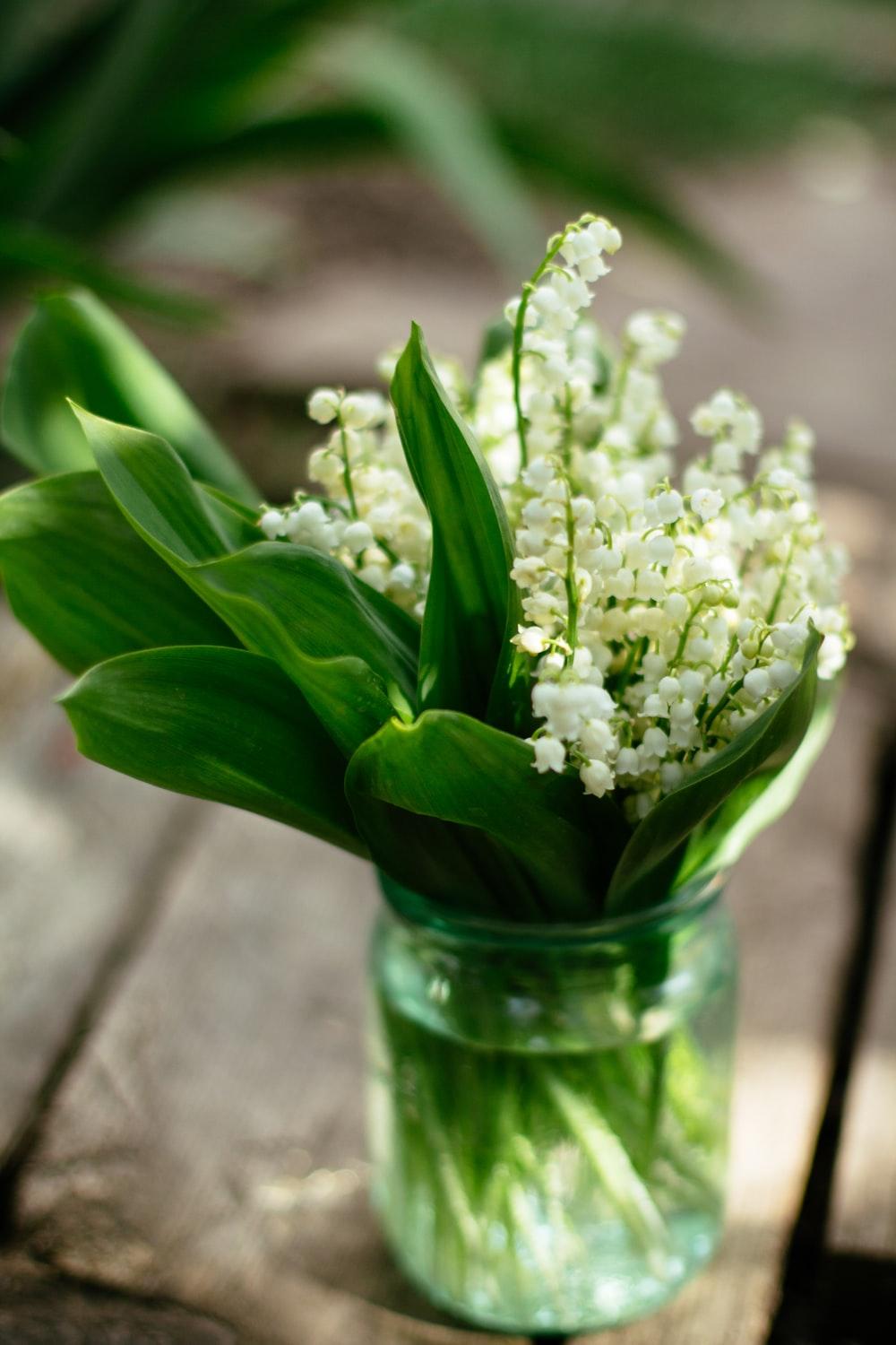 1000x1500 Lily Of The Valley Picture. Download Free Image