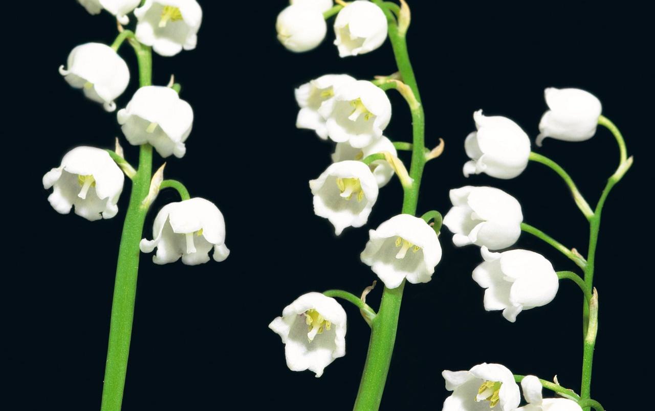 1280x804 Lily of the valley wallpaper. Lily of the valley