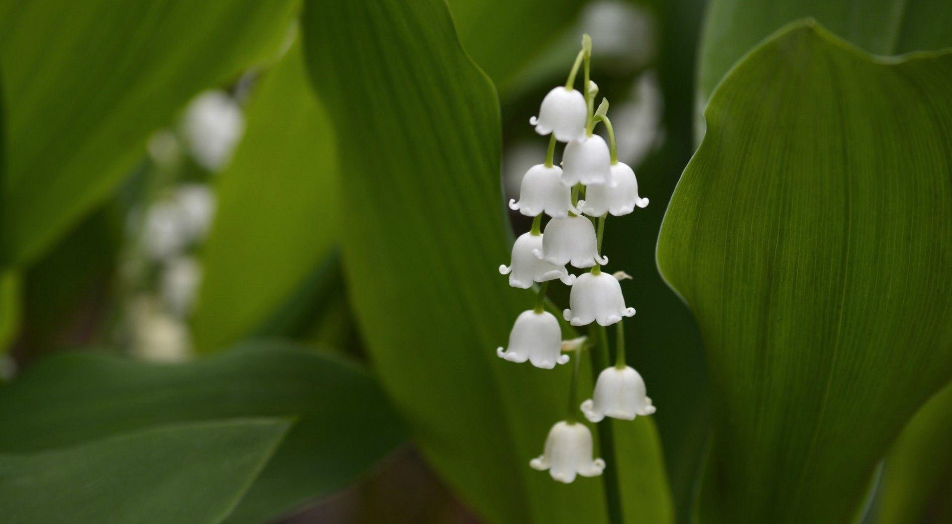 1913x1054 Lily of the Valley Desktop Wallpaper