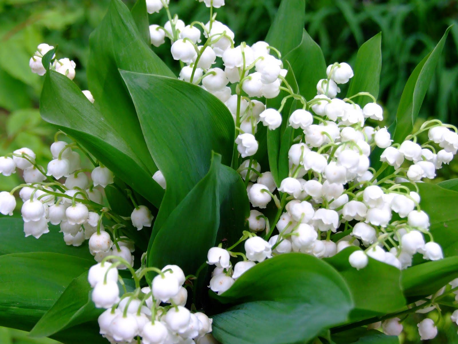 1600x1200 Lily of the valley flower wallpaperx1200