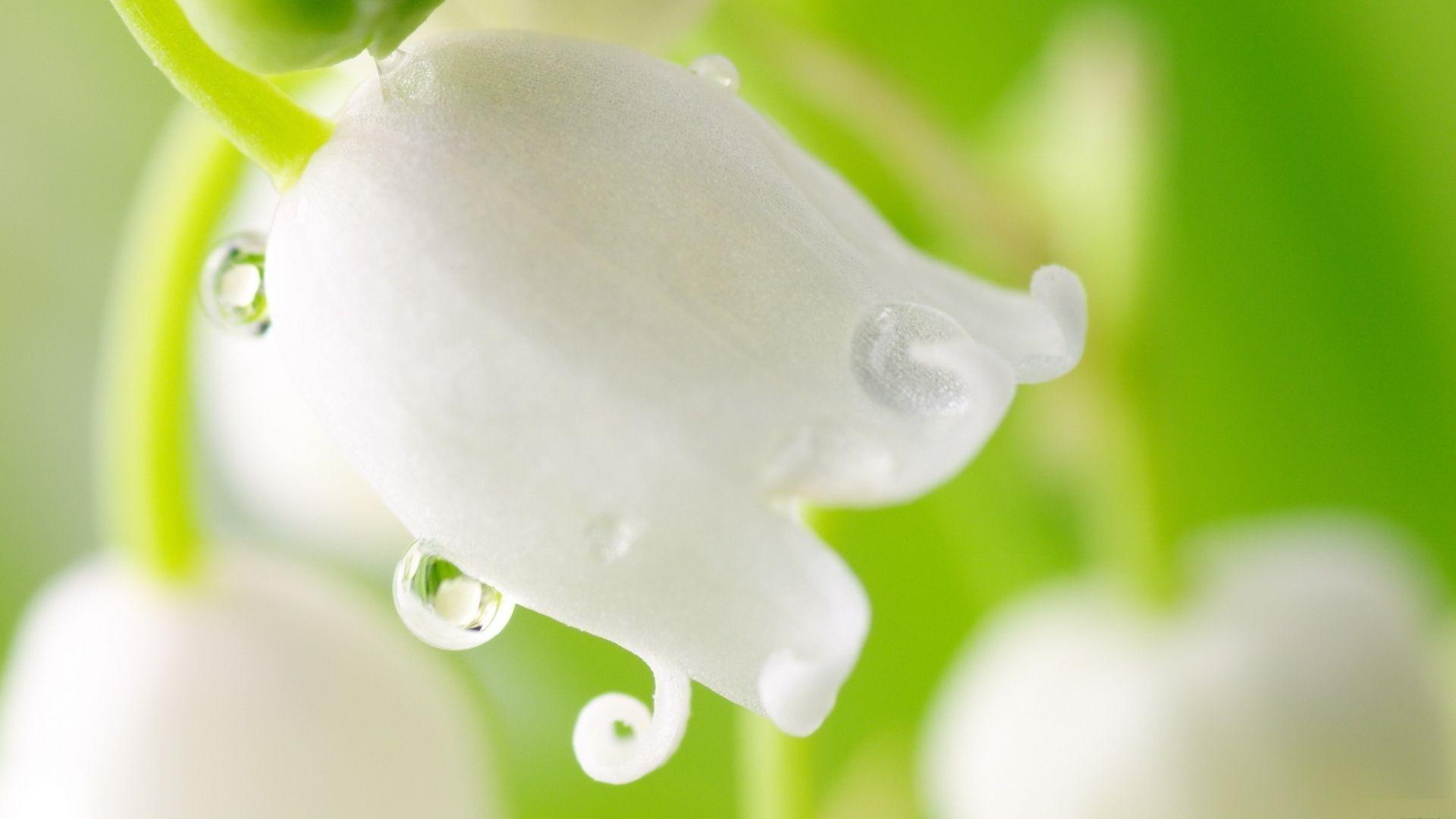 1920x1080 Lily Of The Valley Wallpaper (best Lily Of The Valley Wallpaper and image) on WallpaperChat