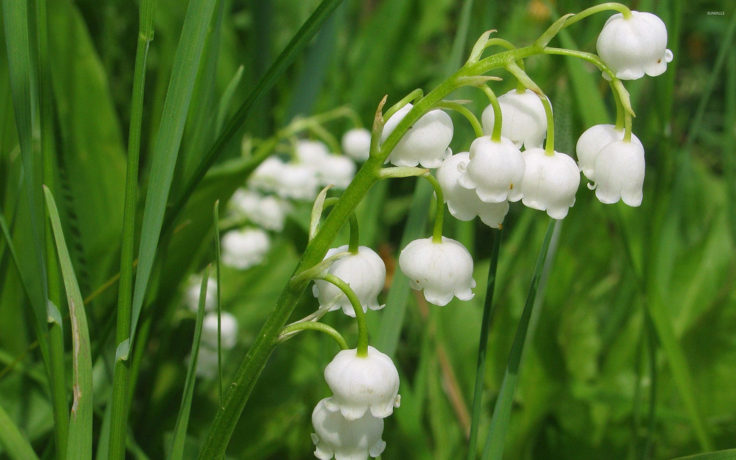 2560x1600 Lily of the valley [10] wallpaper wallpaper