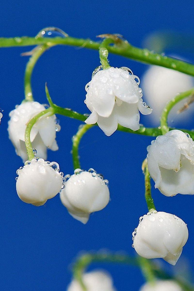 800x1200 Download Wallpaper 800x1200 Lilies Of The Valley, Drops, Dew, Branch Iphone 4s 4 For Parallax HD Background