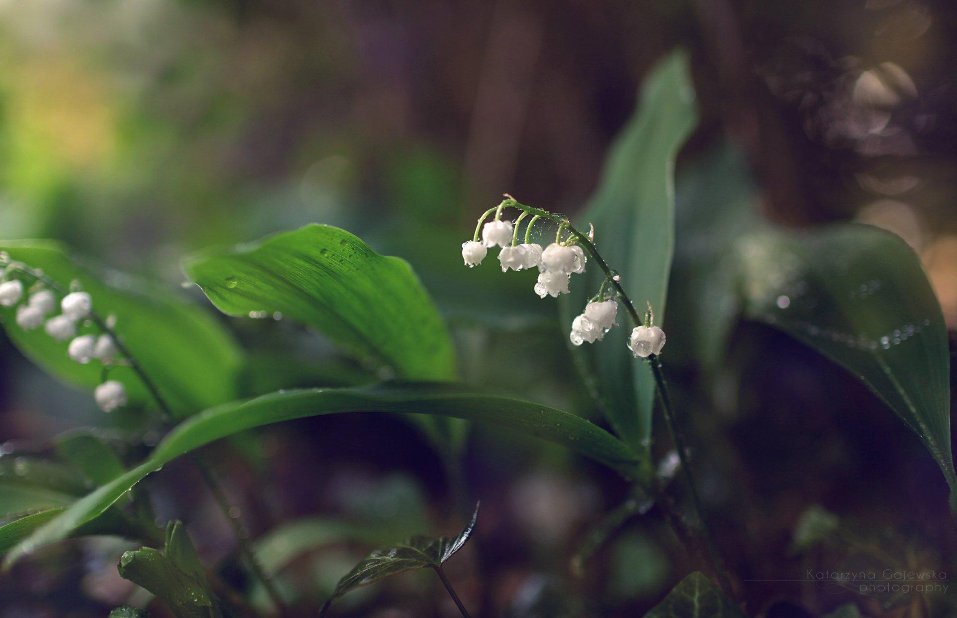 Lily of The Valley Wallpapers Top