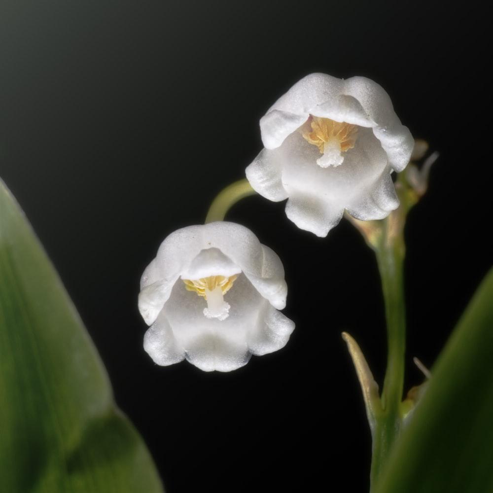 1000x1000 Lily Of The Valley Picture. Download Free Image