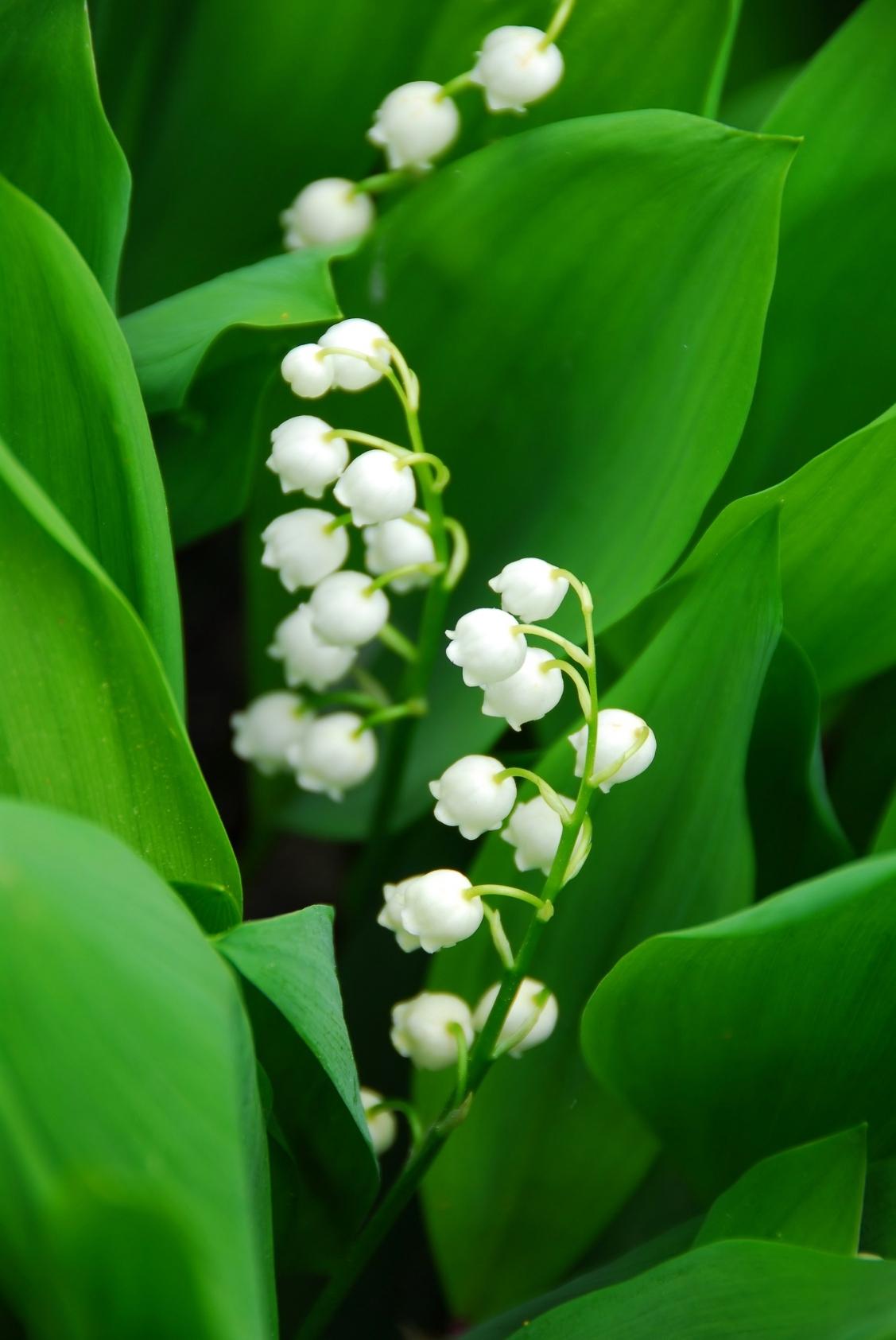 1127x1685 Lily of the Valley
