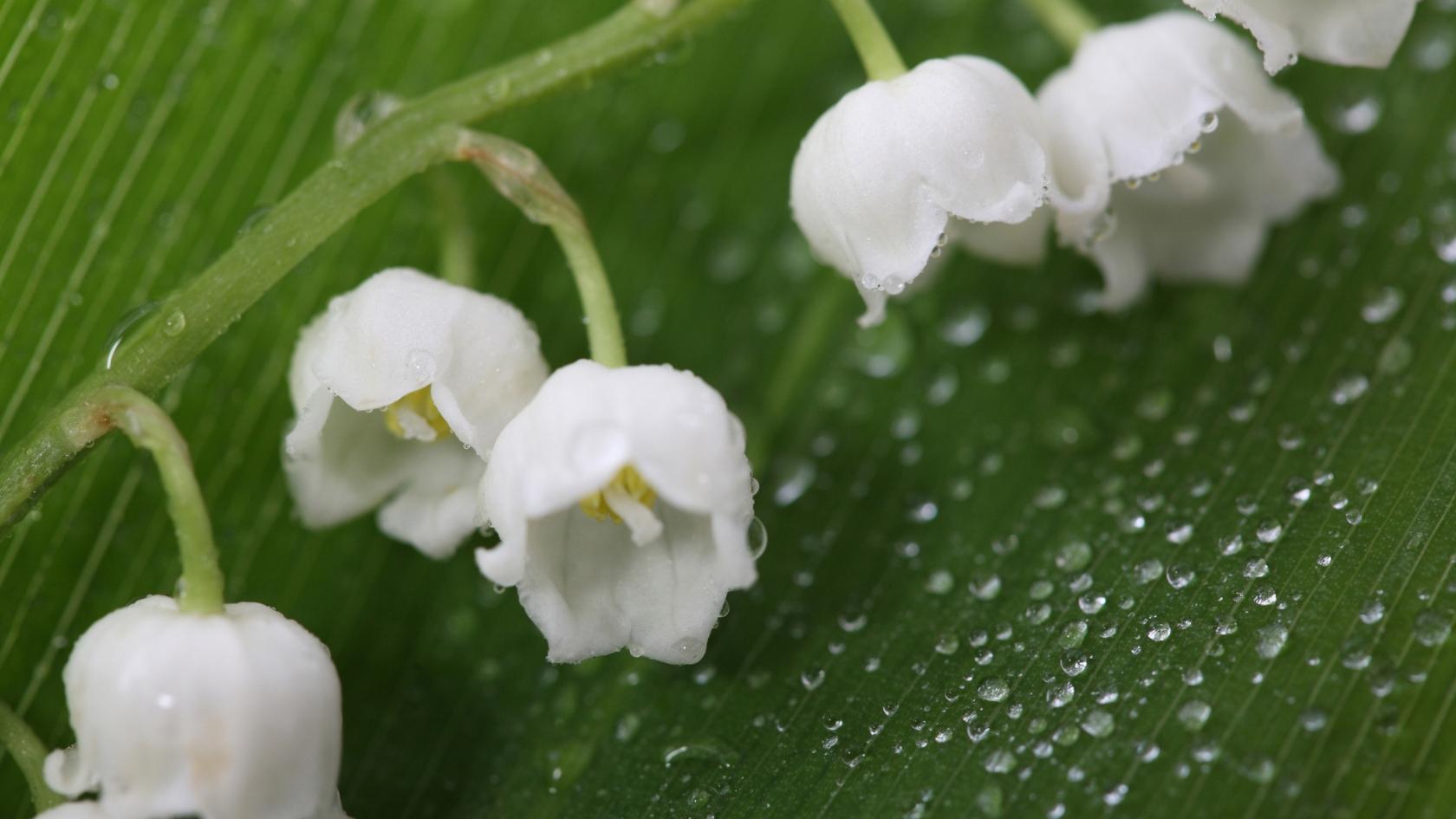 1680x945 Fresh Lily of the Valley HD Wallpaper