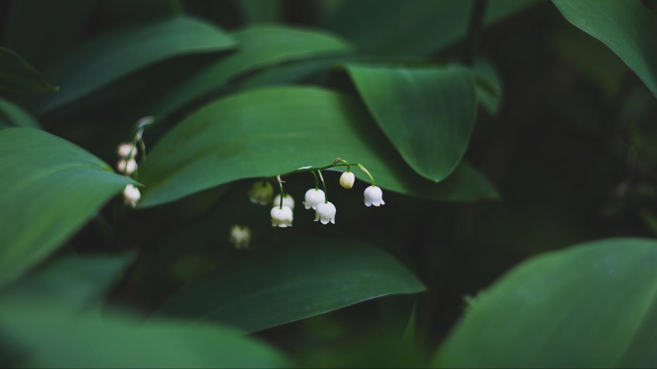 1280x720 Wallpaper flowers leaves lily of the valley