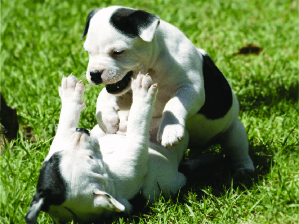 1024x768 terrier puppy. Staffordshire bull terrier puppies, Bull terrier puppy, American staffordshire terrier puppies