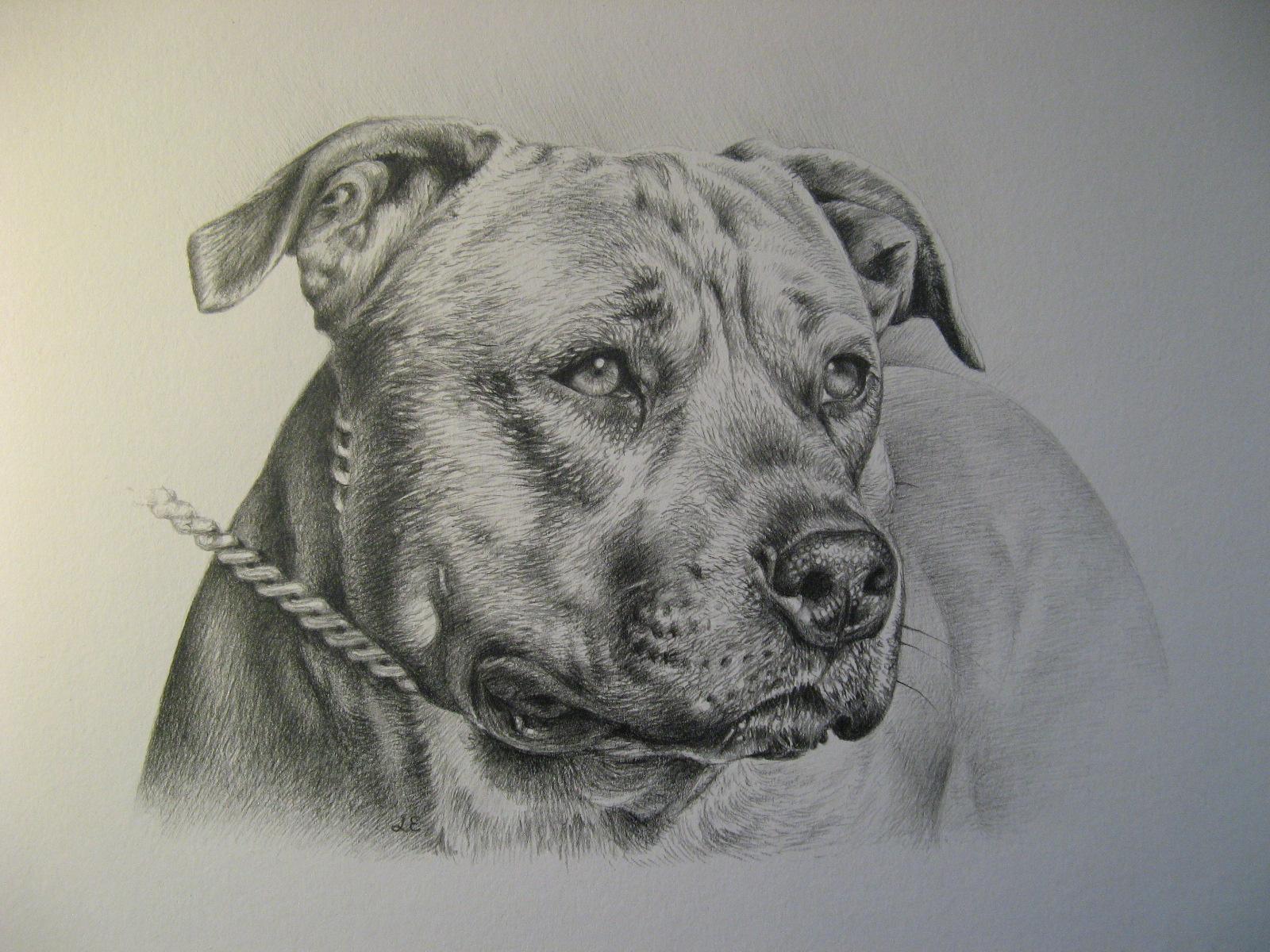 1600x1200 Staffy. Lucy Everitt Illustration