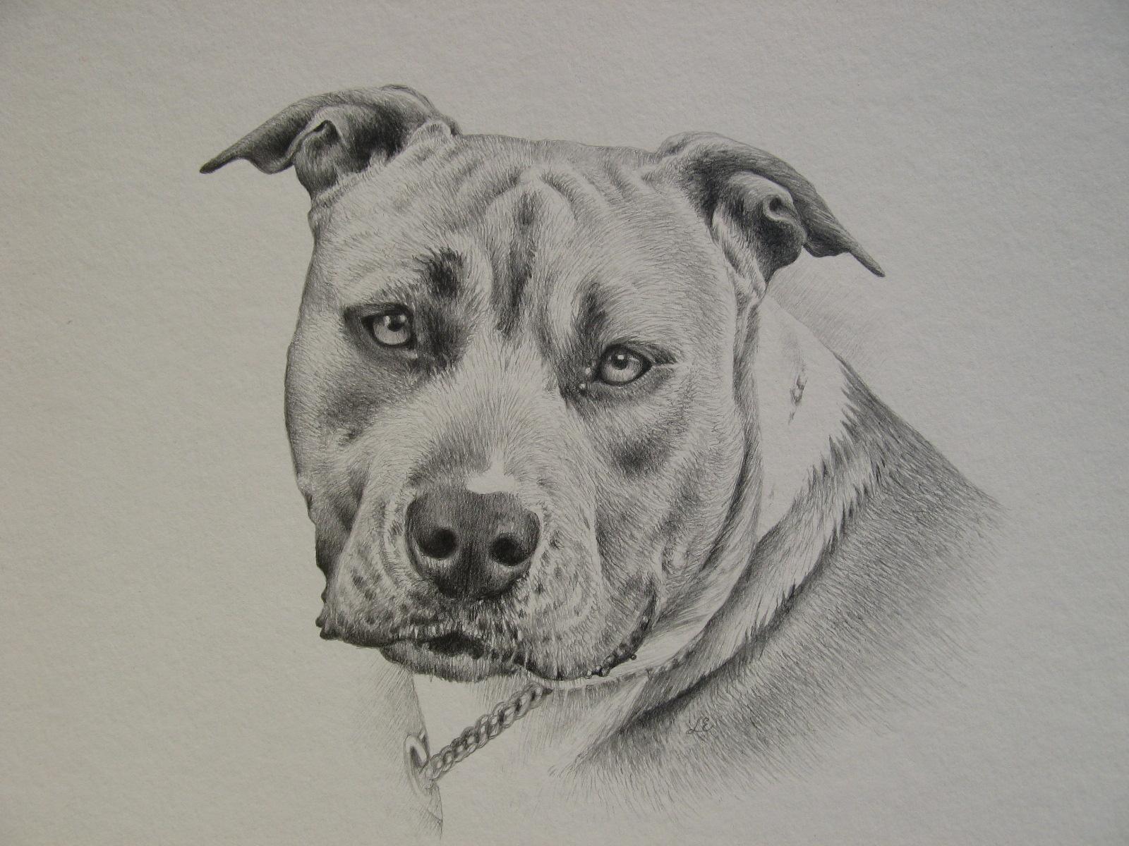 1600x1200 Staffy. Lucy Everitt Illustration