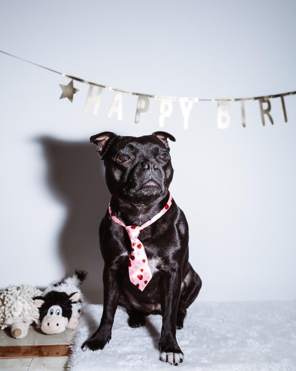 1000x1250 Staffy Picture. Download Free Image