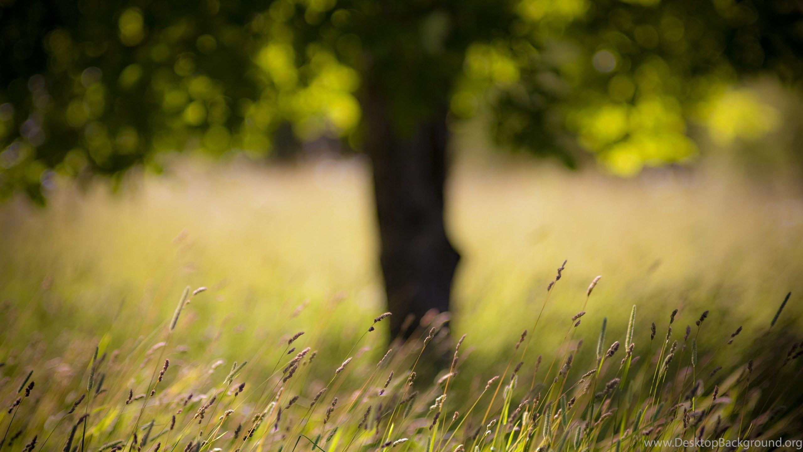 2560x1440 GRASS LATE SUMMER Online Wallpaper HD Desktop Background