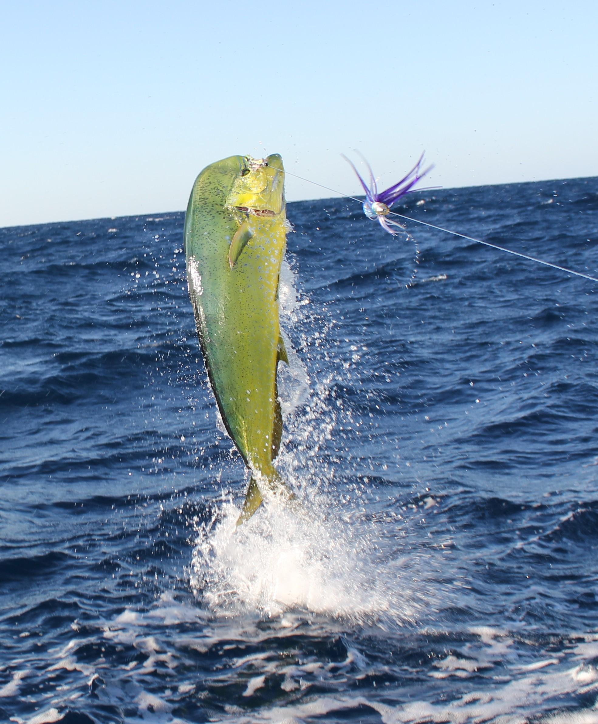 1969x2384 1969x Hotel C Blanco Deep Ocean Fishing Data