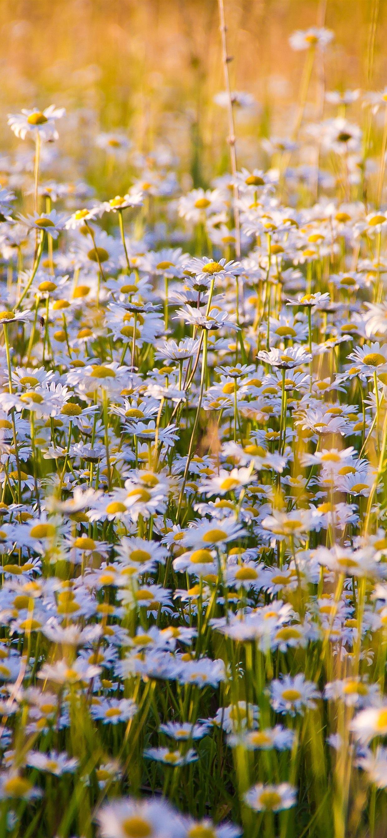 1242x2688 Flower Field iPhone Wallpaper