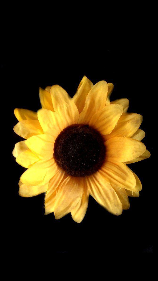 Wallpaper ID: 634058 / Sunflower, Background, Black, 2K, Photography free  download
