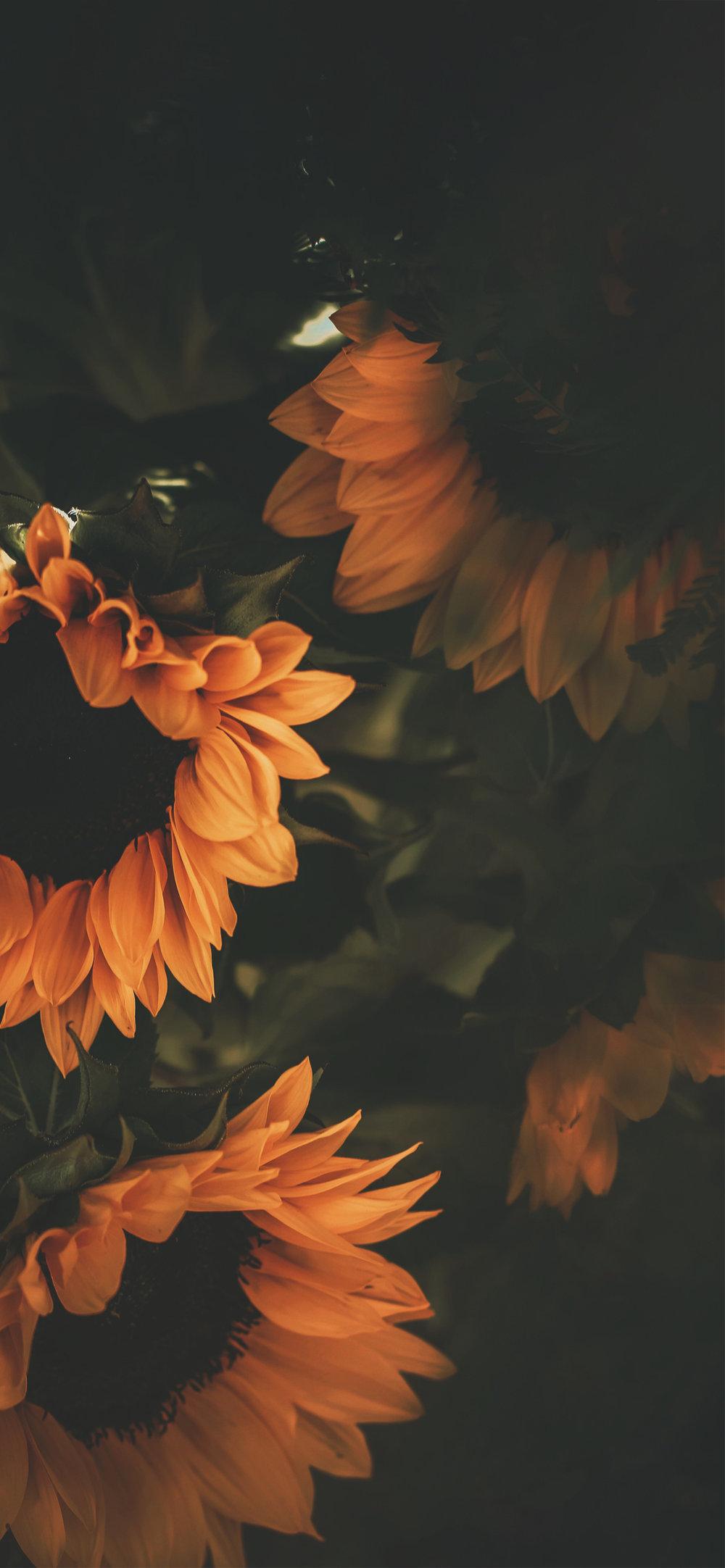 1000x2164 Sunflower iPhone Wallpaper