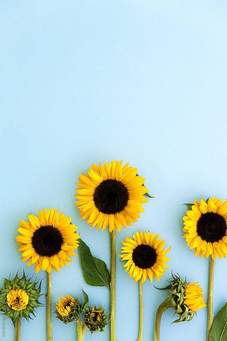 736x1104 Sunflowers On A Blue Background by Ruth Black, Flower. Sunflower wallpaper, Sunflower iphone wallpaper, Flower background wallpaper