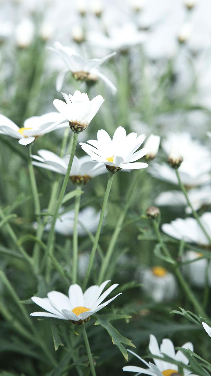 736x1308 Beautiful Flower Wallpaper For iPhone (Free Download!)