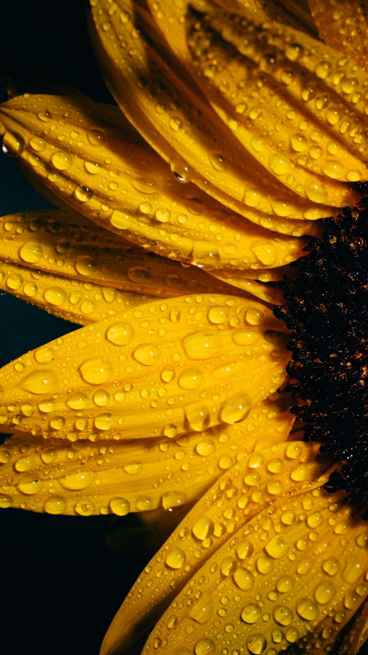 1242x2208 Sunflower Wallpaper 4K, Black background, Rain droplets, Yellow, Flowers