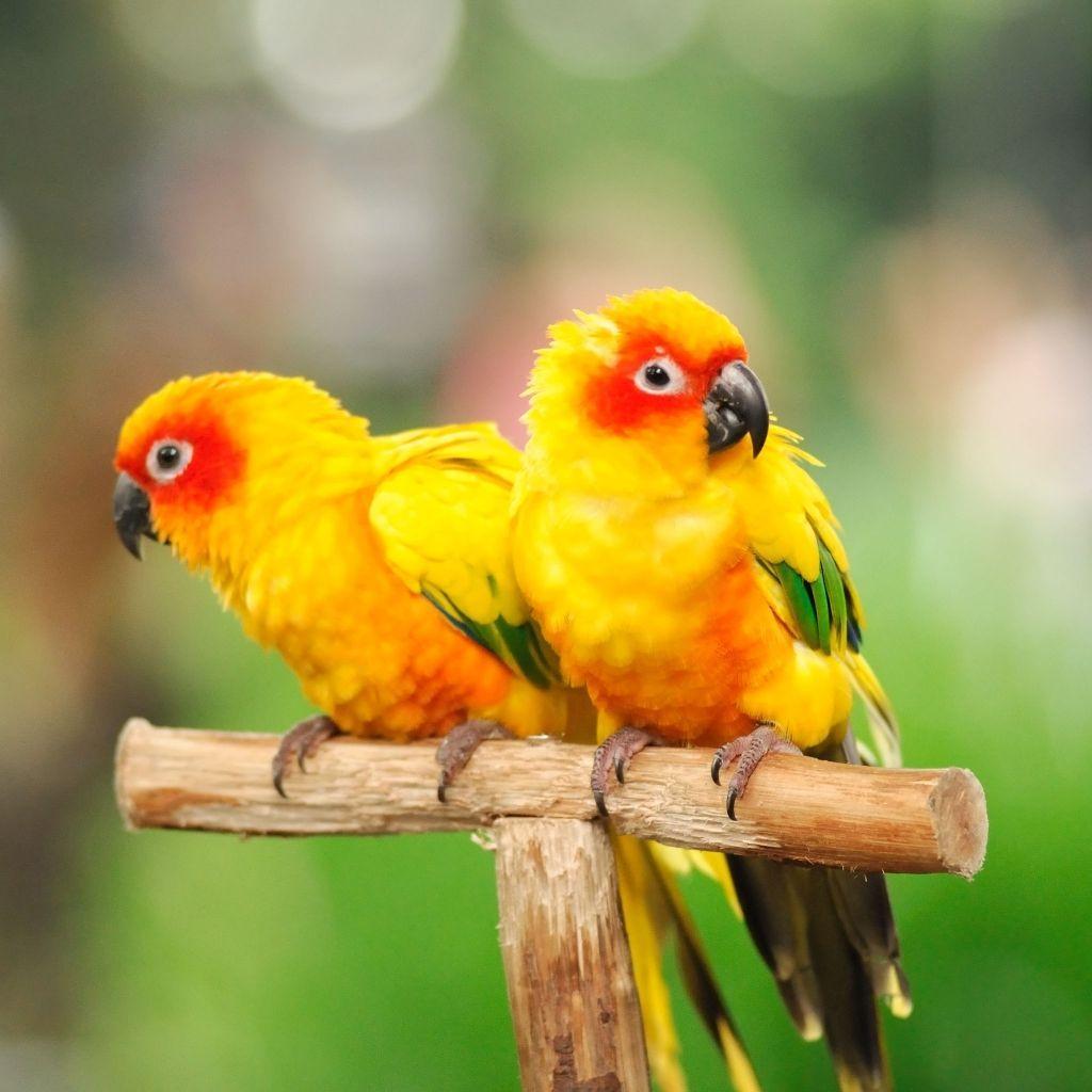 1024x1024 Cute Parrot Wallpaper