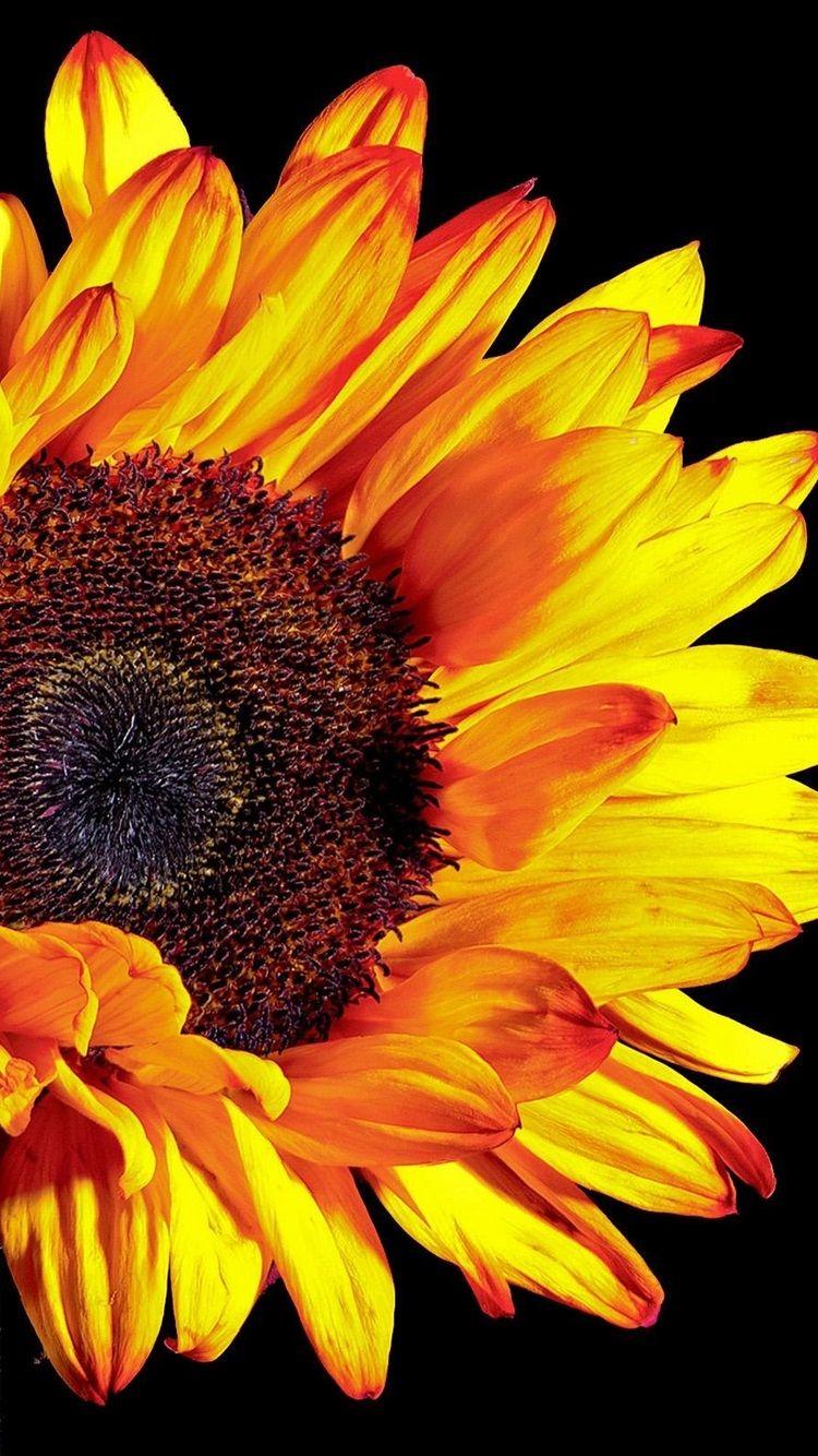 750x1334 Black Sunflower Wallpaper