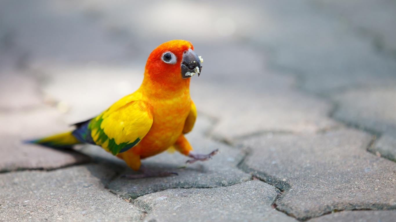 1366x768 Cute Parrot Wallpaper