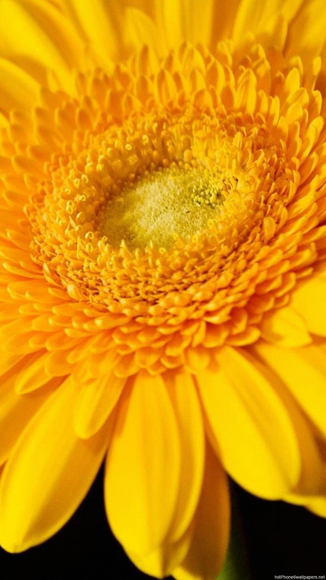 1080x1920 Sunflower Wallpaper iPhone 3D iPhone Wallpaper